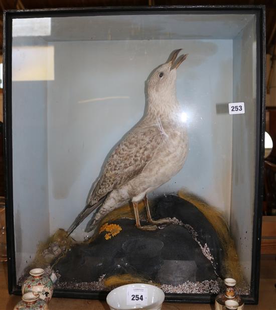 Taxidermic seagull